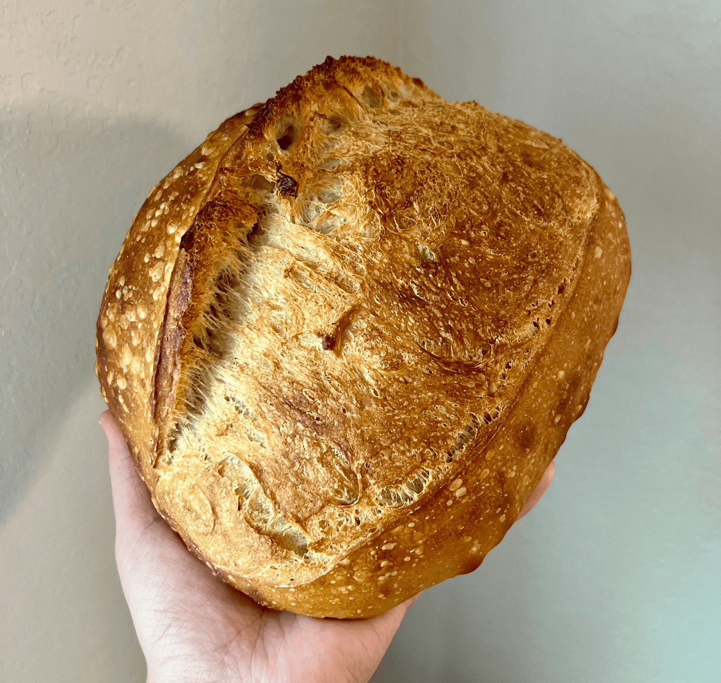 Plain Sourdough Loaves - Culture & Crust